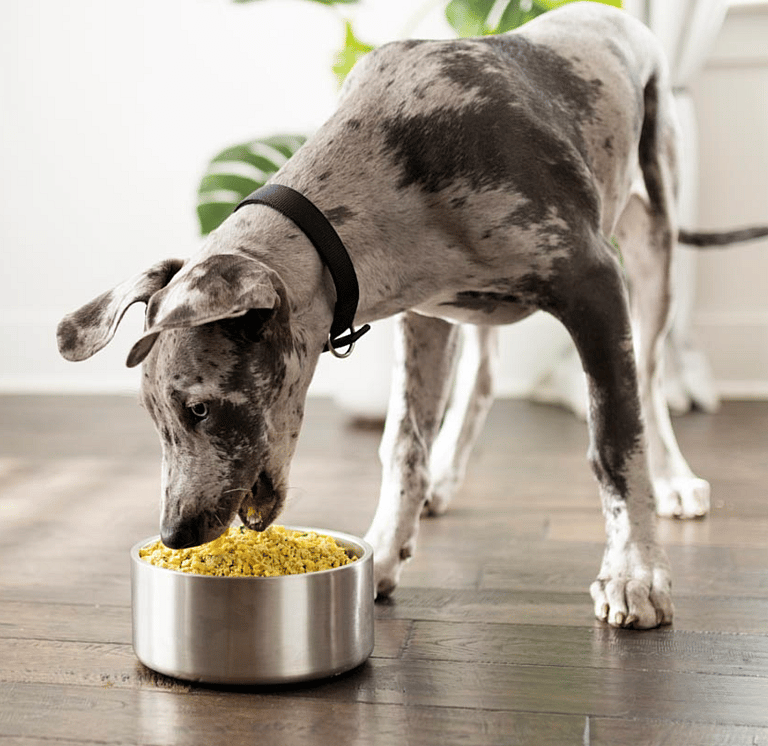 Obese Pit Bull Who Would ‘Eat While Lying Down’ Unbelievably Transformed After Weight Loss Journey 